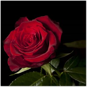 Poszterek 30x30 Aranyos rózsa