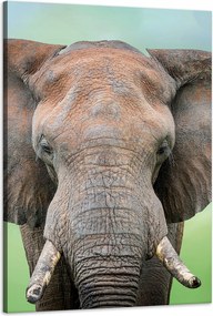 Vászonkép Elefánt arca Agyar Szürke Állat 60x90 cm