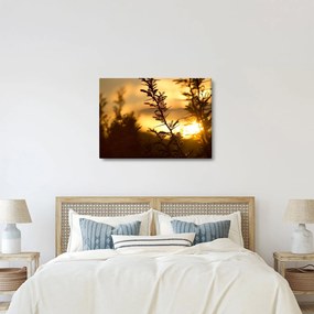Kép - A nap lenyugszik a fák mögött (70x50 cm)