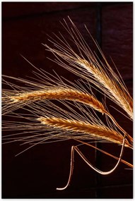 Poszterek 80x120 Kalászok Gabona Természet Bio