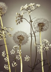 Poszter 29,7x42cm Réti virágok 4, Assaf Frank