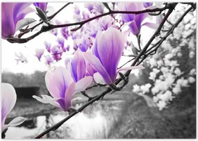 Poszterek 100x70 Magnólia Virágok