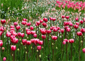 Tulipán képe (üvegen) (70x50 cm)