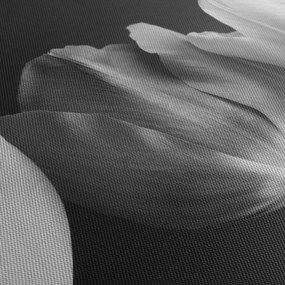Kép - fekete-fehér tulipán virág (órával) (90x30 cm)