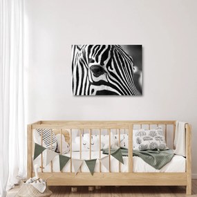 Zebra képe (üvegen) (70x50 cm)
