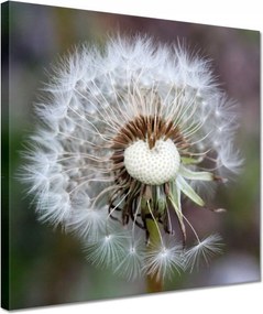 Vászonkép 30x30 Pitypang Virág Virágok