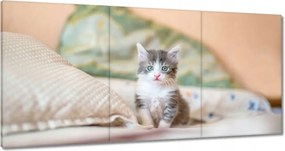 Vászonkép 120x60 Cica