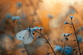 Fotográfia Close-up of butterfly on plant, pozytywka / 500px