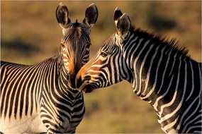 Kép - Két zebra (90x60 cm)