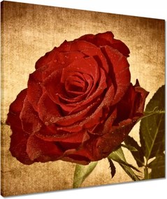 Vászonkép 50x50 Rózsa szépia háttérrel