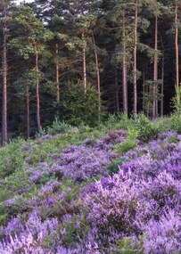Poszter 64x90cm Hanga és fenyő, Assaf Frank