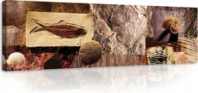 Vászonkép 145x45 Természet történelem fosszília kagyló levelek textúra föld