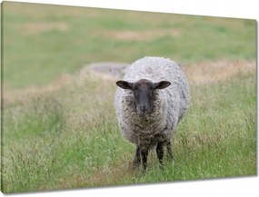 Vászonkép 90x60 Juh legeltetés Bárányok Juhok