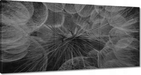 Vászonkép 120x60 Pitypang Virág Virágok