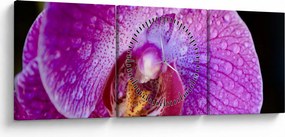 Részletes kép az orchidea virágról (órával) (90x30 cm)
