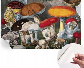 Matt öntapadós fotótapéta Falra Botanikus gombák 416x254 cm