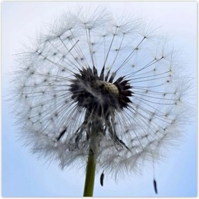 Poszterek 100x100 Hétköznapi pitypang