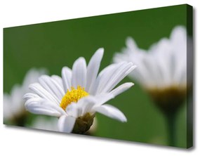 Vászonkép nyomtatás Daisy A Wall 100x50 cm