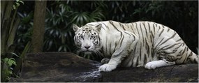 Kép - albínó tigris (120x50 cm)