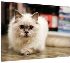 Fehér macska képe (üvegen) (70x50 cm)