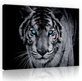 Tigris, vászonkép, 60x40 cm méretben