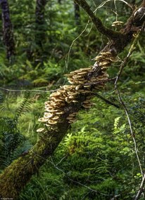 Poszter 20,5x28,4cm Gomba a fán, Assaf Frank