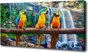 Vászonkép Papagájok az ágon 120x60 cm