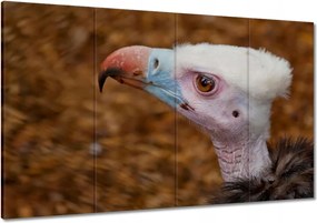 Festmények 120x80 Keselyű