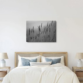 Kép - Fűszálak (70x50 cm)