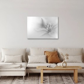 Kép - Delicate Lily (70x50 cm)