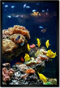 Poszterek keretben 40x60 Halak Korallzátony