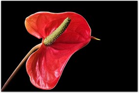 Poszterek 120x80 Piros virág Anturium