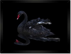 Poszterek keretben 40x30 Gyönyörű fekete hattyú