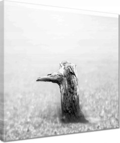 Vászonkép 30x30 Tengerpart Gyökér Homok