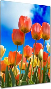 Vászonkép 80x120 Színes tulipánok Virágok