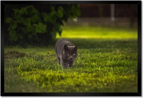 Poszterek keretben 60x40 Cica Cicák