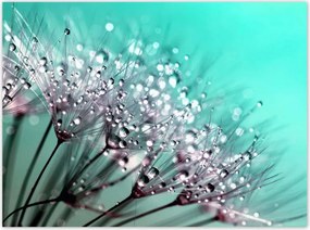 Poszterek 135x100 Harmatcseppek Pitypang