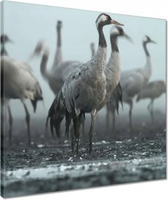 Vászonkép 50x50 Darvak a ködben