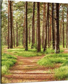 Vászonkép Ösvény az erdőben Fák Természet 80x100 cm