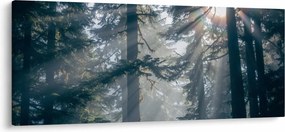 Fák képe a ragyogó nappal (120x50 cm)