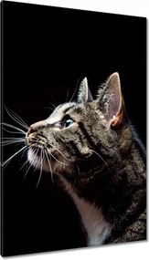 Vászonkép 80x120 Fajtatiszta nagy cica macska