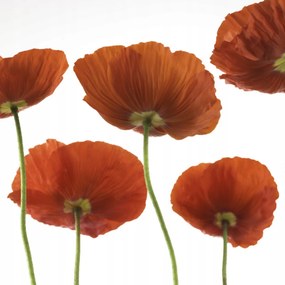 Poszter 40x40cm Five Poppies, Assaf Frank