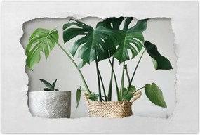 Poszter 60x40 Mosnter levelek lyukas