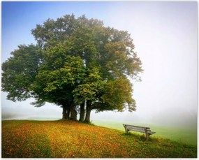 Poszterek 50x40 Tájkép paddal Fa