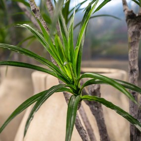 Pottery Pots Realisztikus műnövény Dracaena marginata, XL méret - ø 50 cm | m. 230 cm - PotteryPots