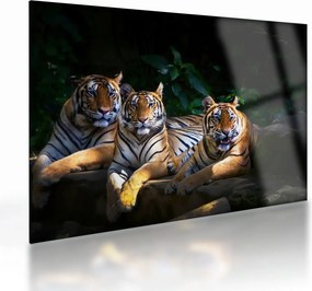 Kép - Tigris testvérek (üvegen) (70x50 cm)