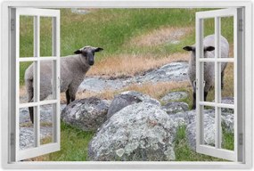 Poszterek 90x60 Juh legeltetés Bárányok Juhok