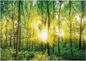 Fotótapéta fa fák napsugarak 416 x