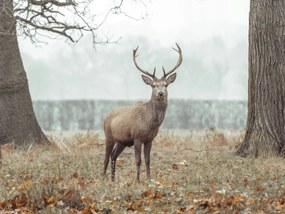 Poszter 40x30cm Szarvas az erdőben, Assaf Frank