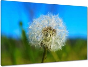 Vászonkép 90x60 Pitypang Virág Virágok